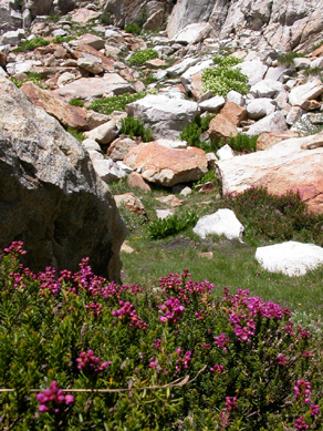 shrubs along Hoffman trail.: 