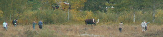 sightseers too close to moose: 