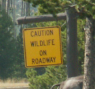 sign wildfile on road Yellowstone National Park: 