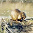 single beaver on top of dam: 