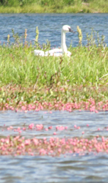 swan and ladies thumb knotweed: swan on a lake with pink wildfowers floating on the water in foreground