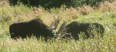 two moose closer by Sylvia Gallegos: 