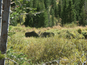 two moose by Sylvia Gallegos: 