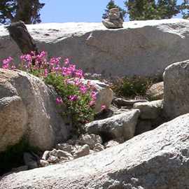 tall steps and duck on defacto trail: 