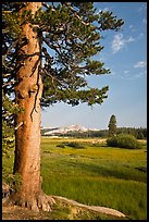 terragalleria pine tree in meadow tuolumne meadows: terragalleria photo of a pine tree in meadow, tuolumne meadows