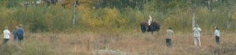 through a telephoto from the far shore, people too close to a bull moose: 
