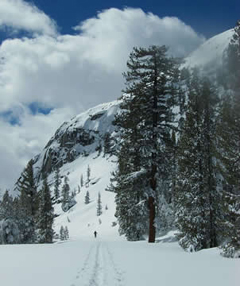 NPS avalanche area just north of Tenaya Lake: 