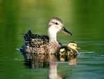 mom duck and ducklings: 