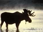 moose silhouetted by water: 