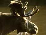 moose with water dripping: 