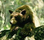 bear up a tree: 