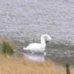 trumpeter swan by Alan Ahlstrand: 