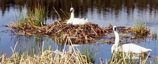 trumpeter swans and nest. photo by Richard Lake: 