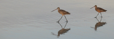 two birds walking on beach: two birds walking on beach