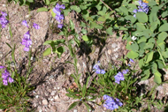 two colors of Penstemon: 