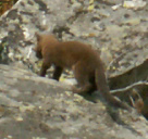 weasel in rockfield Grand Tetons park 2006: 