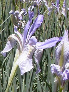 wild Iris Tuolumne: 