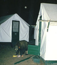 Yosemite Valley Tent Cabins Tips And Tricks Mary Donahue