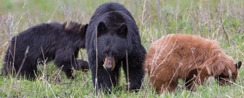 three bears, one black colored mom and two cubs, one black and one cinnamon colored