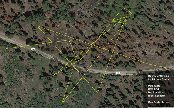 aerial photo with lines showing a bears movements