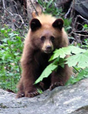 NPS photo of a young bear on top of a large trail-side rock