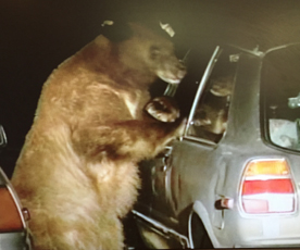 bear about to climb in to car from NPS video