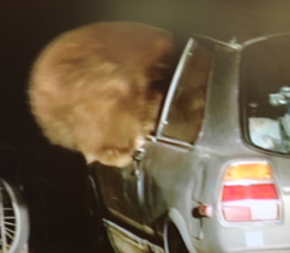 bear climbing in to car from NPS video