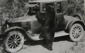bear climbing up on car NPS historical photo