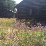 cabin in background, wildflowers in foreground