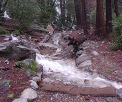 water flowing in a trail during rainstorm