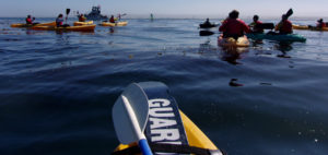 kayakers, standup paddleboarder and otter