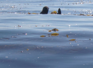 otter among kelp surfaces and looks at kayakers