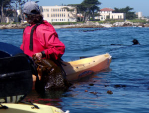 kayaker holds kelp to keep from drifting and an otter surfaces nearby