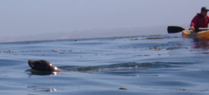 seal swims among kayakers from the De Anza College Outdoor Club