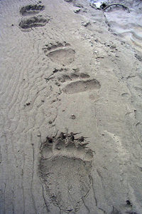 Brown bear tracks, Gates of the Arctic National Park and Preserve NPS photo