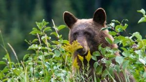 NPS photo bear peeking through shrubery
