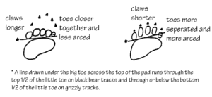 bear print comparison chart