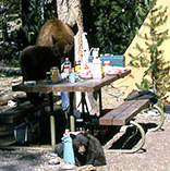 black bear cubs on and under a picnic table NPS photo