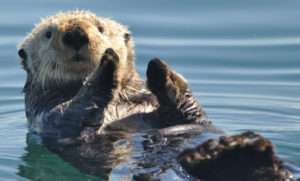otter-swimming nps photo