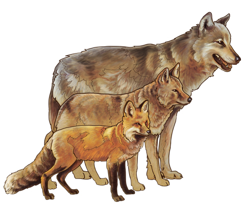 National Park Service drawing of a fox ( front) coyote ( center) and wolf ( back), by Michael Warner from a Yellowstone Park webpage