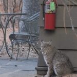 bobcat sitting outside a Ahwahnee hotel cottage room