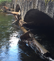 multiple tree trunks wedged against a stone bridge by water flow