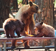 bear, 2 cubs and picnic table