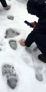 person puts his hand in the snow next to a bear paw print