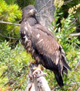 juvenile Bald Eagle sitting on a branch