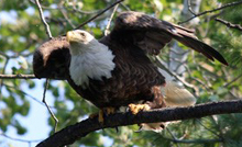 NPS photo of mature bald eagle