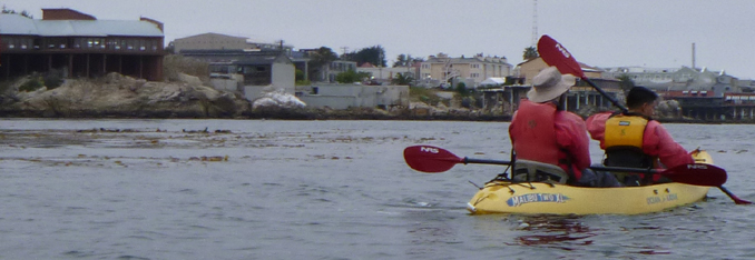 row of otters in background of kayakers