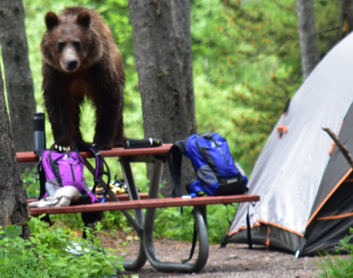 NPS photo grizzly bear on picnic table 502 pixels