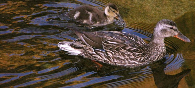 mallard and chick swimming