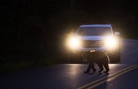 bear in headlights